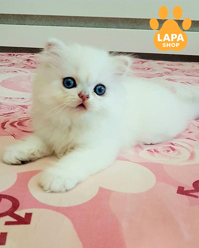 длинношерстный шотландец <br> <br> <br>