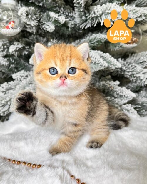 золотая шотландка