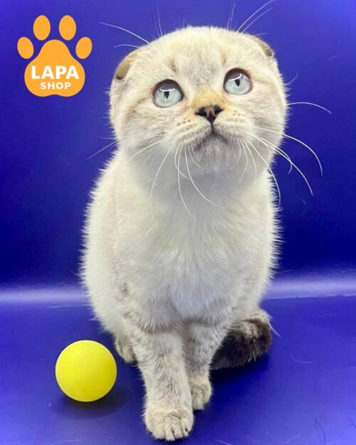 висловуха кішка