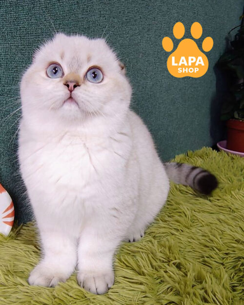 колор пойнтовий скотіш-фолд