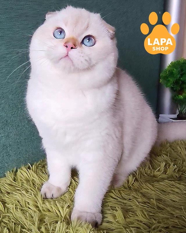 блакитноокий скотіш-фолд