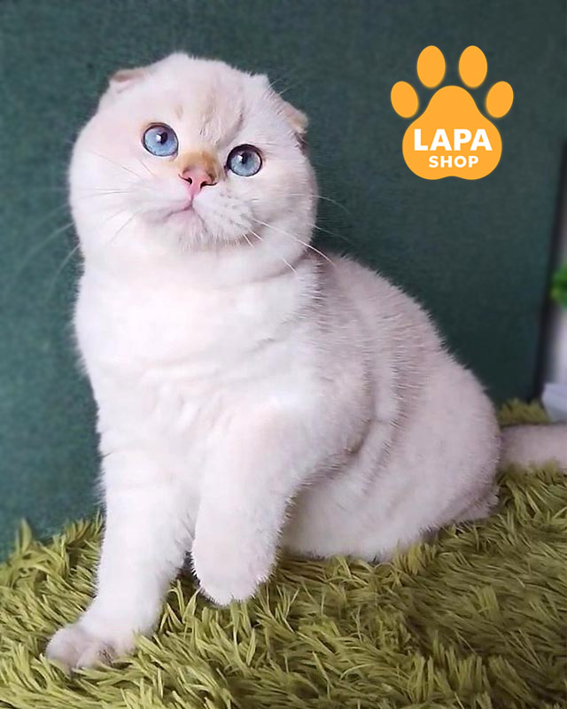 голубоглазый скоттиш-фолд