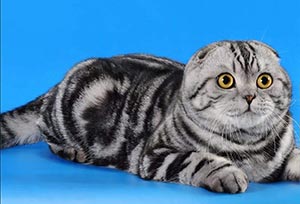 Damir – изящный шотландский красавчик с эффектным окрасом sfs dad 1