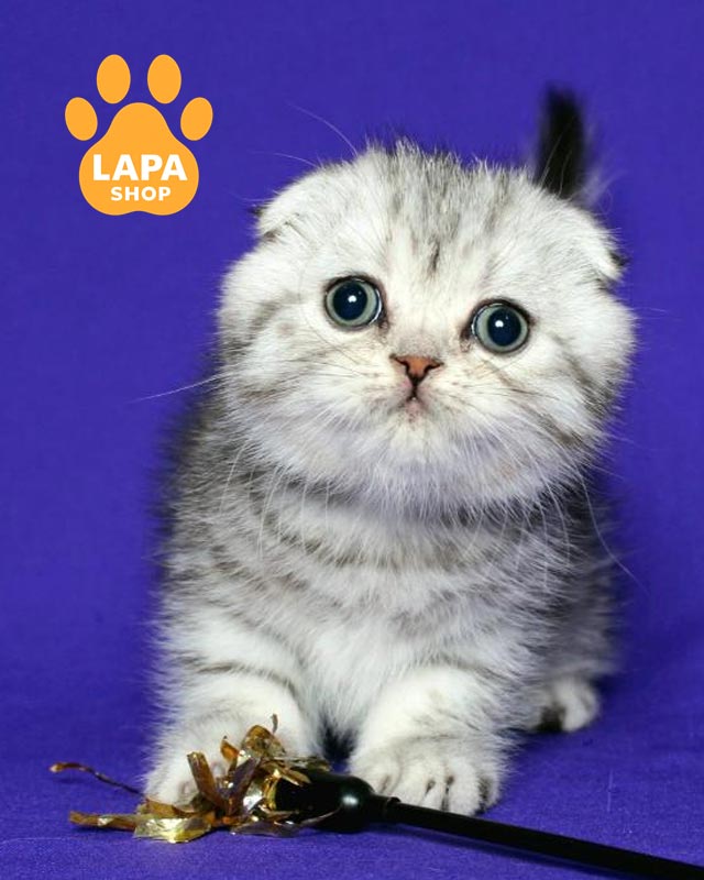 серебристый скоттиш-фолд