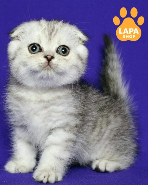 серебристый скоттиш-фолд