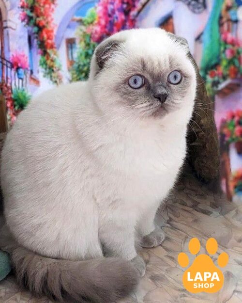 висловуха кішка