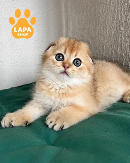 золотой скоттиш-фолд