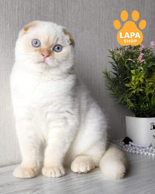 колор пойнтовий скотіш-фолд