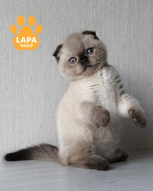 поинтовый скоттиш-фолд