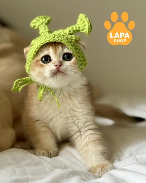 golden Scottish Fold kitty