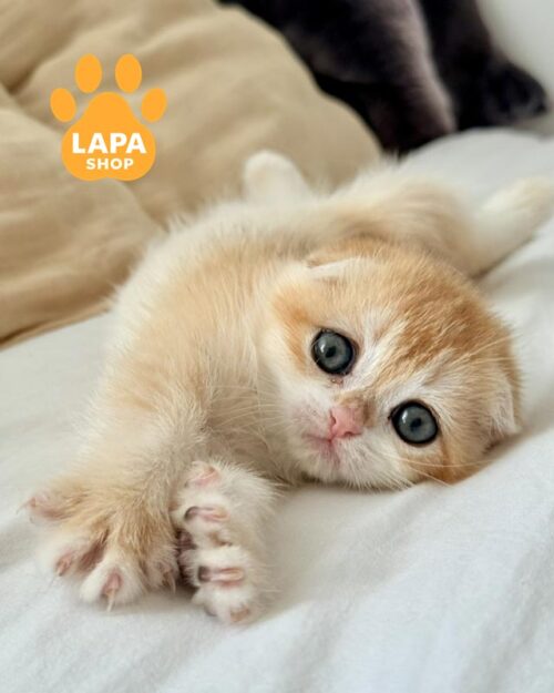 золота кішка скотіш-фолд