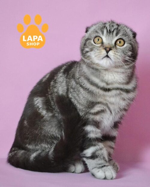 сріблястий скотіш-фолд