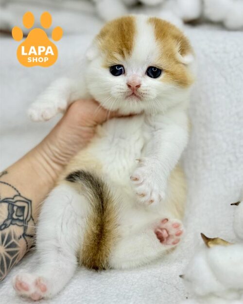 бело-золотой скоттиш-фолд <br> <br> <br>