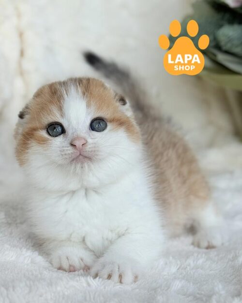 біколорна кішка скотіш-фолд