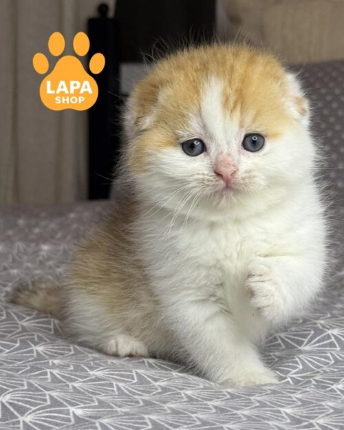 біло-золотий скотіш-фолд