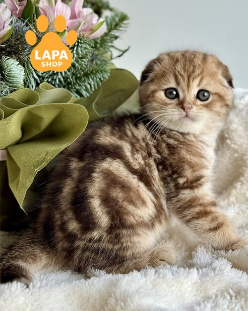 мармуровий скотіш-фолд