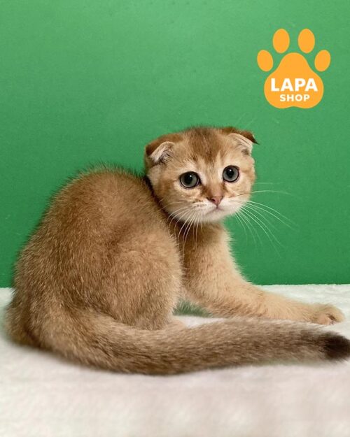 золотий скотіш-фолд