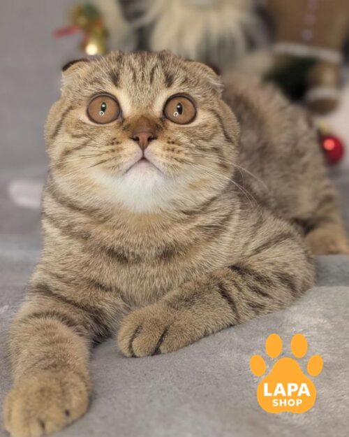 шоколадний плямистий скотіш-фолд