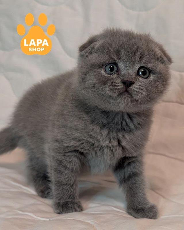 блакитний скотіш-фолд