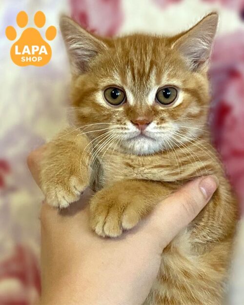 рудий шотландець