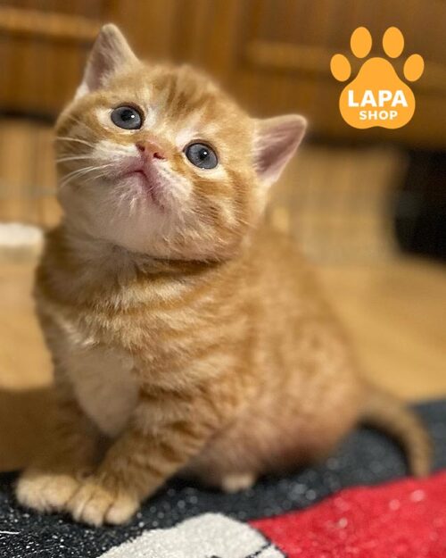 рудий шотландець