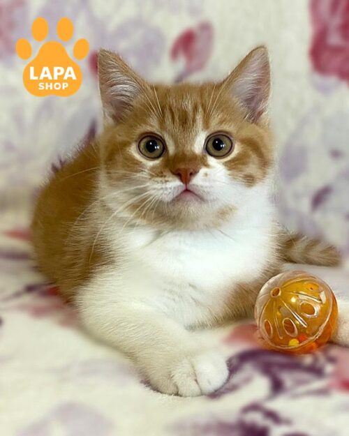 біло-рудий шотландець