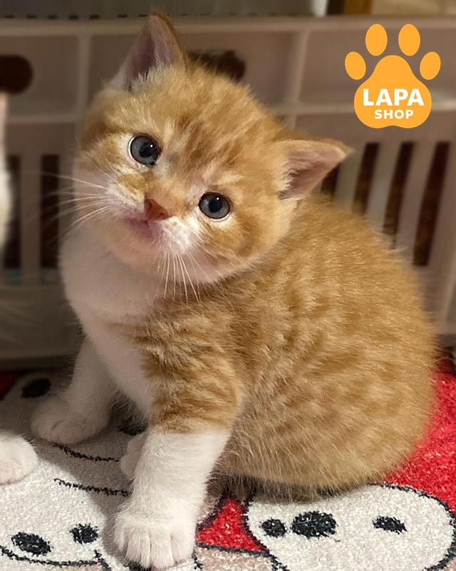 біло-рудий шотландець