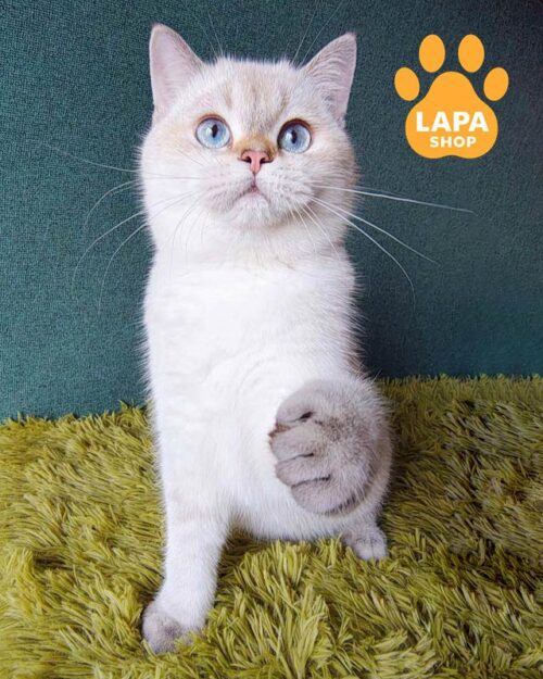 голубоглазый шотландец