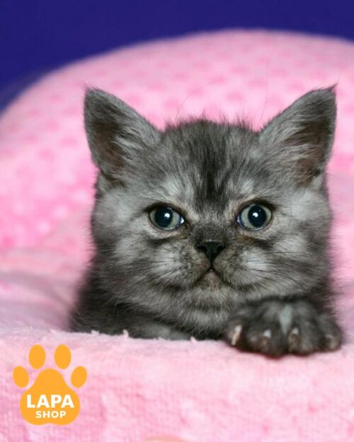 пятнистый скоттиш-страйт