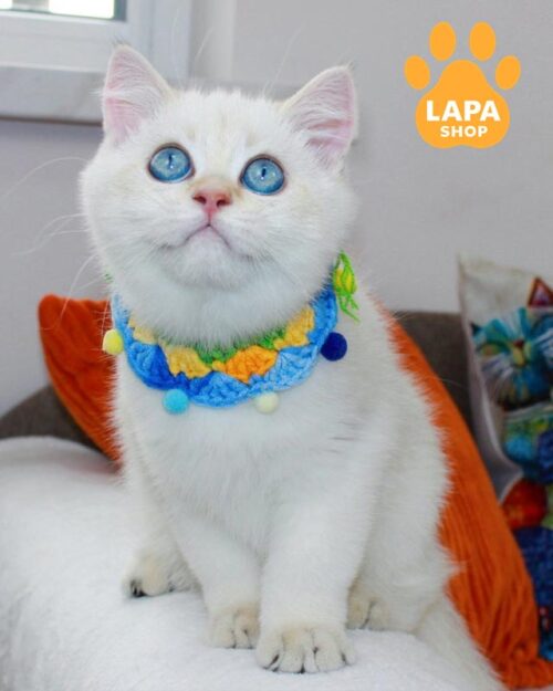 блакитноокий шотландець