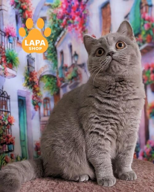 лілова шотландська кішка