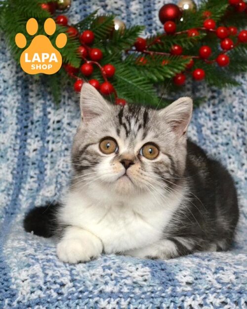 мармурово-білий шотландець