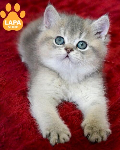 блакитно-золоте шотландське кошеня