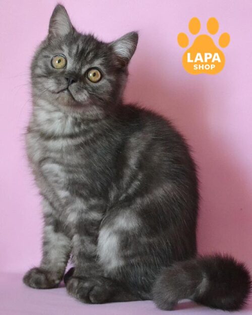 димний скотіш-страйт