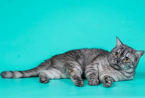 Damir – изящный шотландский красавчик с эффектным окрасом sfs71 momjpg