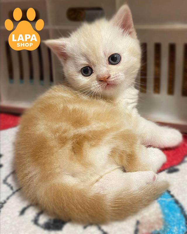 кремова шотландка