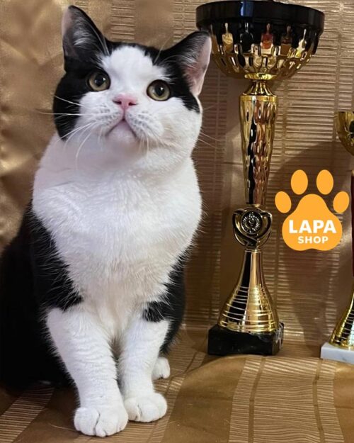 чорно-білий шотландець