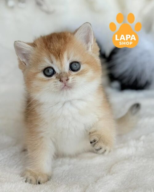 золота шотландська кішка