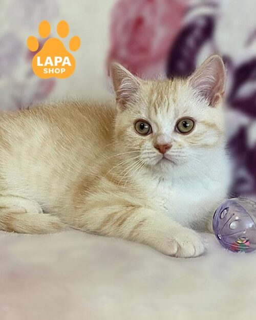 кремове шотландське кошеня