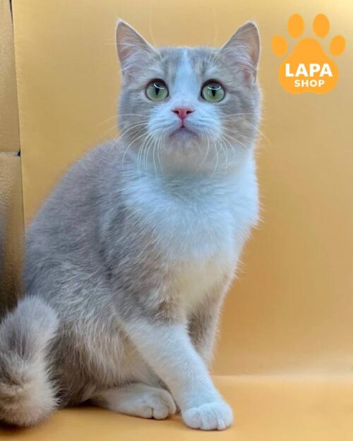 лілово-білий шотландець