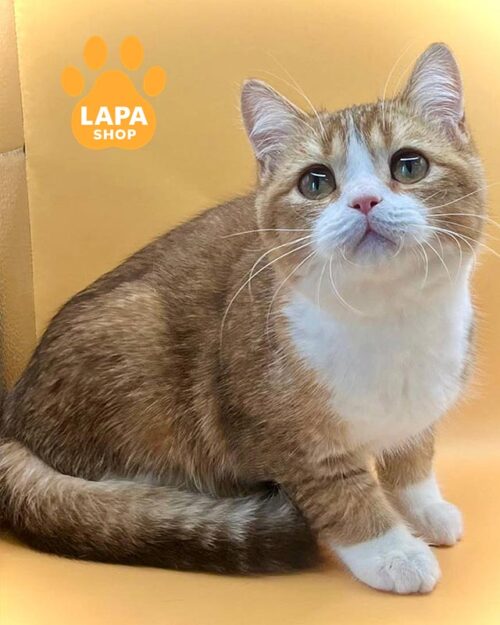 біколорний британец