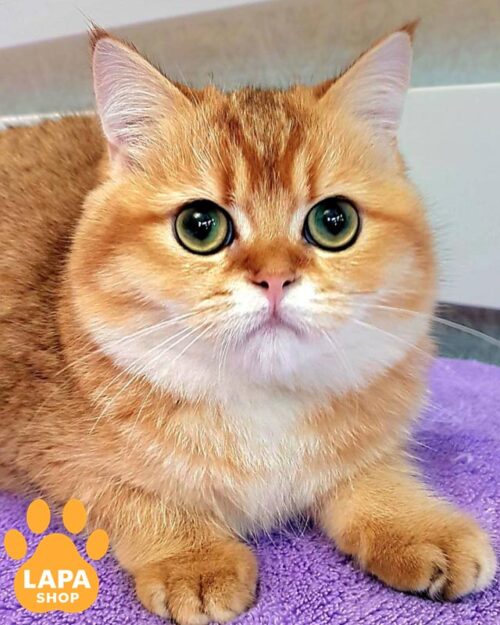 золотой шотландец