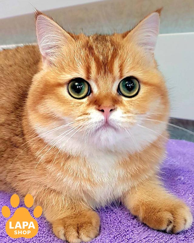 золотой шотландец