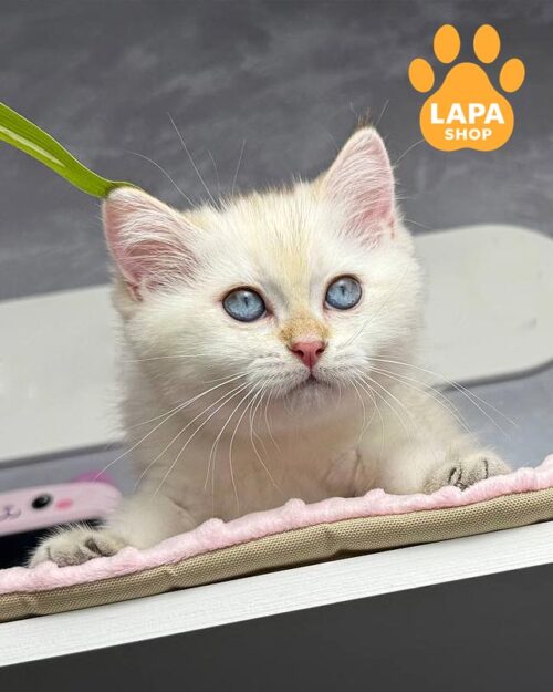 сріблястий шотландець