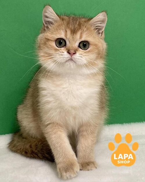 золота кішка скотіш-страйт