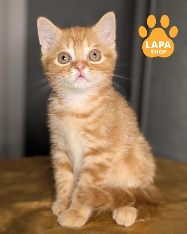 рудий скотіш-страйт