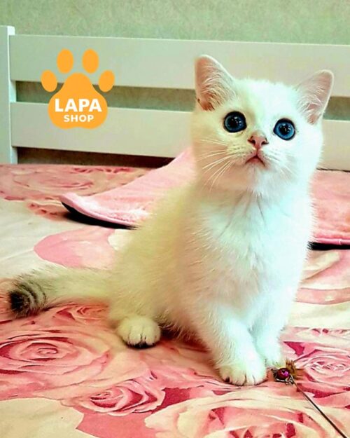 серебристый шотландец