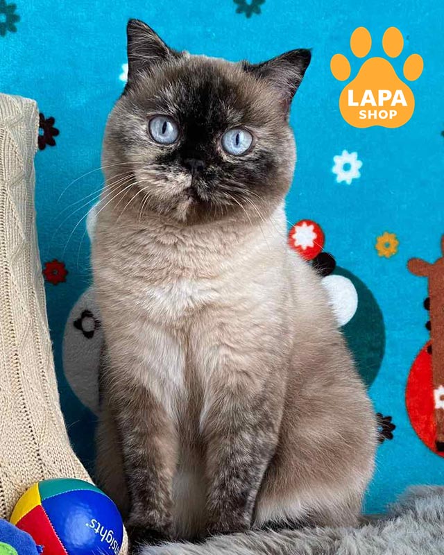 голубоглазая шотландка <br> <br> <br>