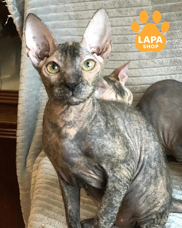 кошка донской сфинкс