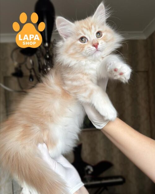 сибірське кошеня